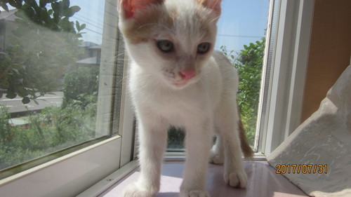 子猫の里親さんになってください 可愛いねこです まんてん 加賀笠間の猫の里親募集 ジモティー