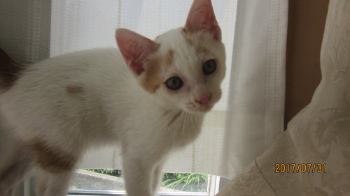 子猫の里親さんになってください 可愛いねこです まんてん 加賀笠間の猫の里親募集 ジモティー