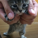 7月生まれのかわいい子猫ちゃんです