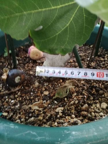 イチジク　鉢植えです。