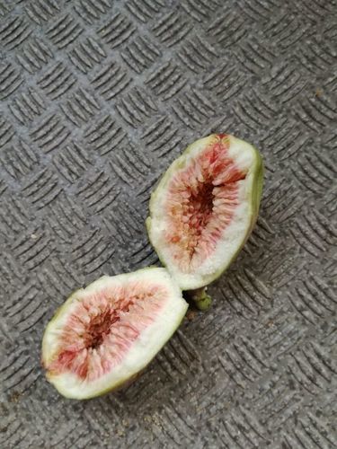 イチジク　鉢植えです。