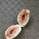 イチジク　鉢植えです。