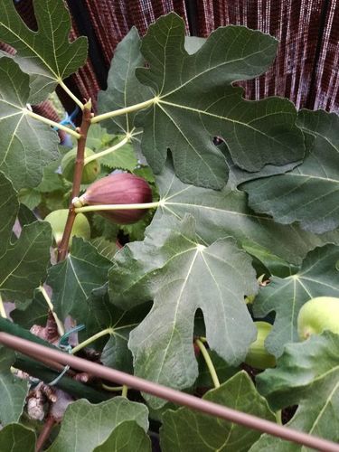 イチジク 鉢植えです。 イチジク 鉢植えです。