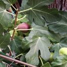 イチジク　鉢植えです。