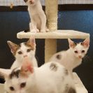5月12日生まれ 生後2ヶ月の子猫4匹！みんな♂です。 − 東京都