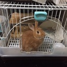 ミニウサギ オス 1歳半 - 美濃加茂市
