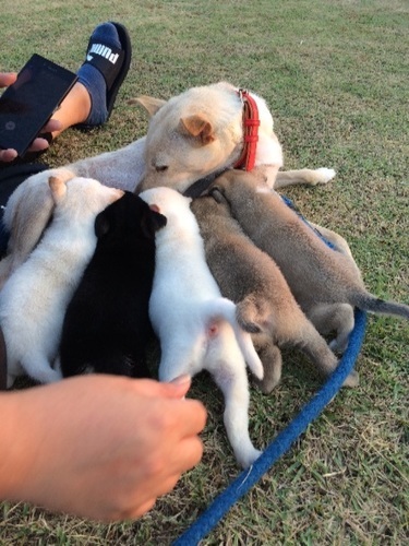 子犬の里親募集します ルッキー 奄美の柴犬の里親募集 ジモティー