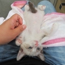 子猫「ティアナ」２か月半女の子 パステル系