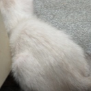 人慣れOK！子猫「ティーダ」２か月弱女の子　パステル系 − 岡山県