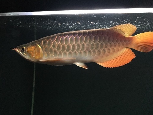 イスタナ アルティマ スペシャル！！ アロワナ 熱帯魚