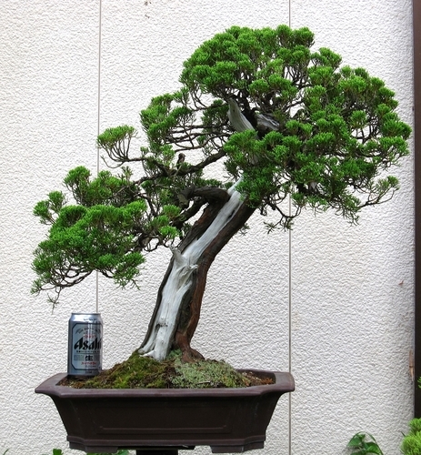 真柏　盆栽
