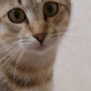 【里親決定】地域猫から産まれた猫(メス)の里親募集中 - 伊予郡