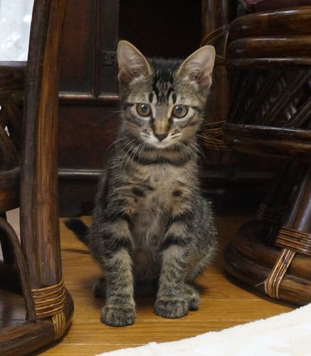 生後４ヵ月キジトラの女の子大変良いご縁をいただきました タビタ 新松田の猫の里親募集 ジモティー