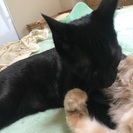 10ヶ月の黒猫ちゃん。可愛がってあげてください。