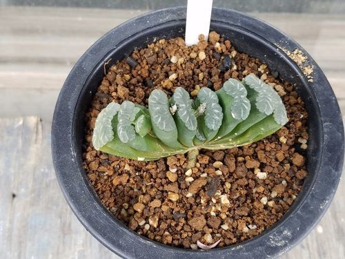 多肉植物 玉扇1