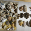 たくさんの貝殻