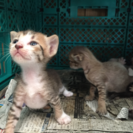 7月9日生まれ子猫 6匹 - 里親募集