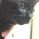 2ヶ月の可愛い黒猫くん♂