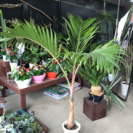 トックリヤシ◆椰子◆観葉植物◆インテリアグリーン◆ガーデン