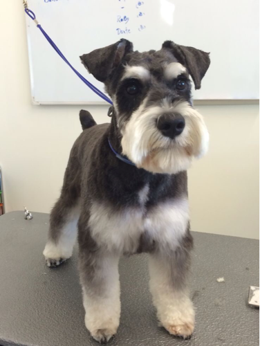 シュナウザーカットモデル募集 はーちゃん 南巽のペットの無料広告 無料掲載の掲示板 ジモティー