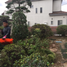 空き家の管理 除草 木の剪定致します。【所沢市 埼玉県内 都内】の画像