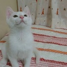 癒し系男子白猫とんとん君3ヶ月 − 東京都