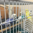 【交渉中】セキセイインコ譲ります