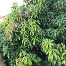 20年物のペリカンマンゴーの木