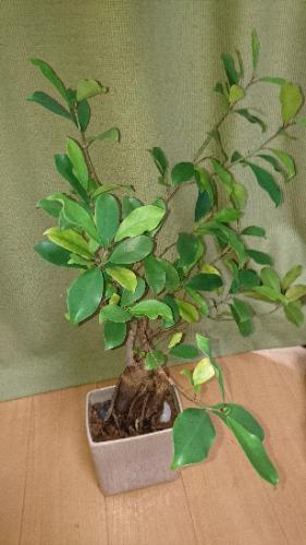 8月終了予定 処分価格 ガジュマル 観葉植物 中 タナテル 秋葉原のその他の中古あげます 譲ります ジモティーで不用品の処分