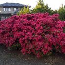 お庭のお手入れ、植木の剪定・草刈りなら‼舞の海さんでお馴染の、便利屋お助け本舗・埼玉蓮田店‼の画像