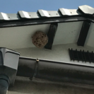蜂の巣駆除ならラスティックへ！ − 岡山県