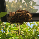 蜂の時期が来ましたよ🐝 − 岡山県