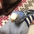 セキセイインコの里親さんになって下さいの画像