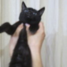 黒ネコのオス、３か月