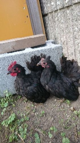 黒チャボのつがい O Chan3 西白河のその他の里親募集 ジモティー