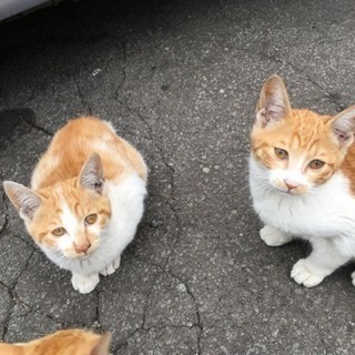 野良猫里親募集中