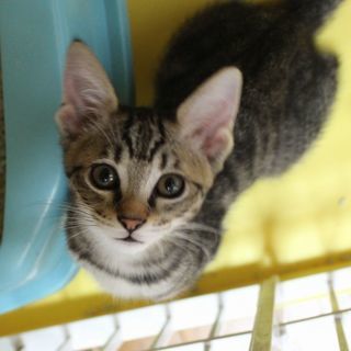 超可愛い顔のキジ子猫♀ − 愛知県