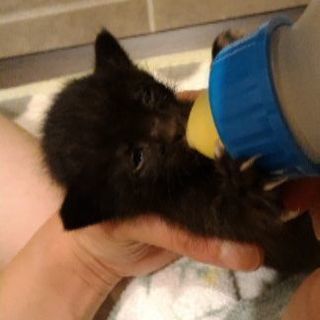 生後1〜2週間の子猫（黒猫、オス）です。