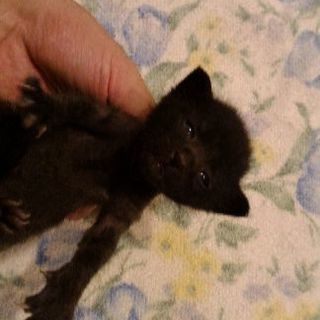 生後1〜2週間の子猫（黒猫、オス）です。 - 和歌山市