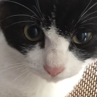 【里親さま決定】♡黒白ハチワレの子猫ちゃんの画像