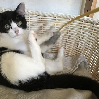 【里親さま決定】♡黒白ハチワレの子猫ちゃん - 新座市