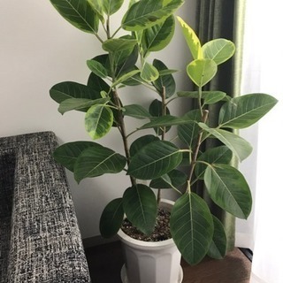 東京都のアルテシーマの中古が安い 激安で譲ります 無料であげます ジモティー