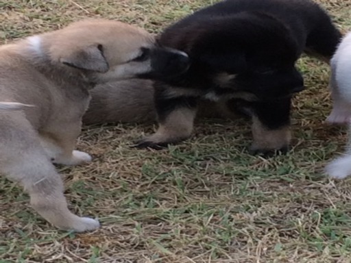 子犬の里親募集します。 (ルッキー) 奄美の柴犬の里親募集｜ジモティー