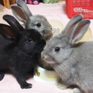 6月20日生まれのウサギのあかちゃん − 神奈川県