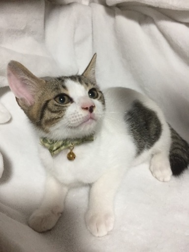 ３カ月半個性的な柄に可愛いお顔 キジ白黒ぶちラムネくん Npo法人 府中猫の 府中の猫の里親募集 ジモティー