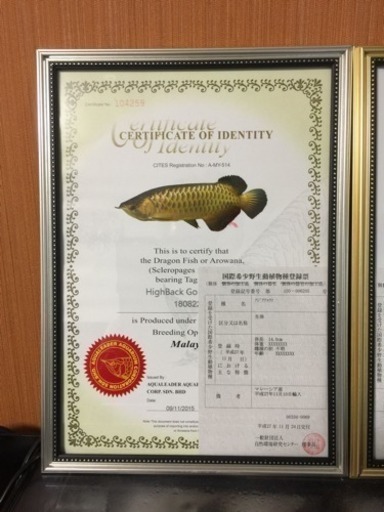 高背金龍アロワナ値下げ