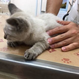 シャム猫風な子猫　里親募集中 - 名古屋市