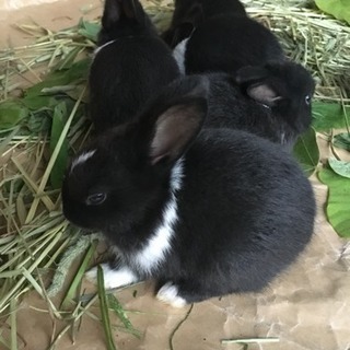 ウサギの里親募集 − 岡山県