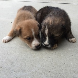 生後一カ月ちょっとになるミックス犬にの画像