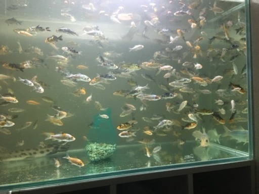 900×450×450ガラス水槽